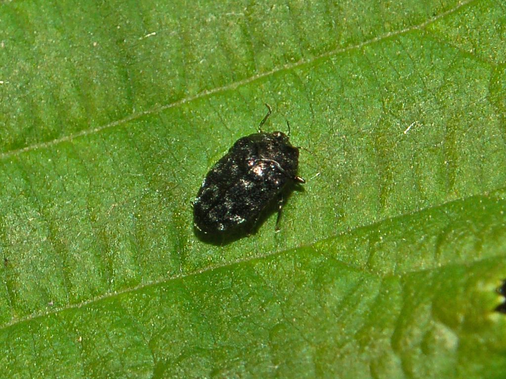 Un minuscolo coleottero da determinare: Trachys minutus